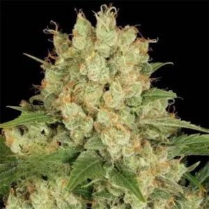 Semilla Auto Ice Cream Seeds King