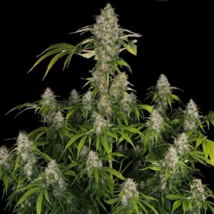 Auto Purple Kush Seeds Kinkg ¡Comprar aquí! 👈