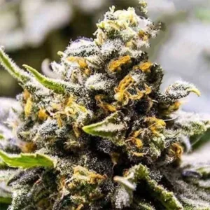 Semilla Gorilla Glue Seeds king